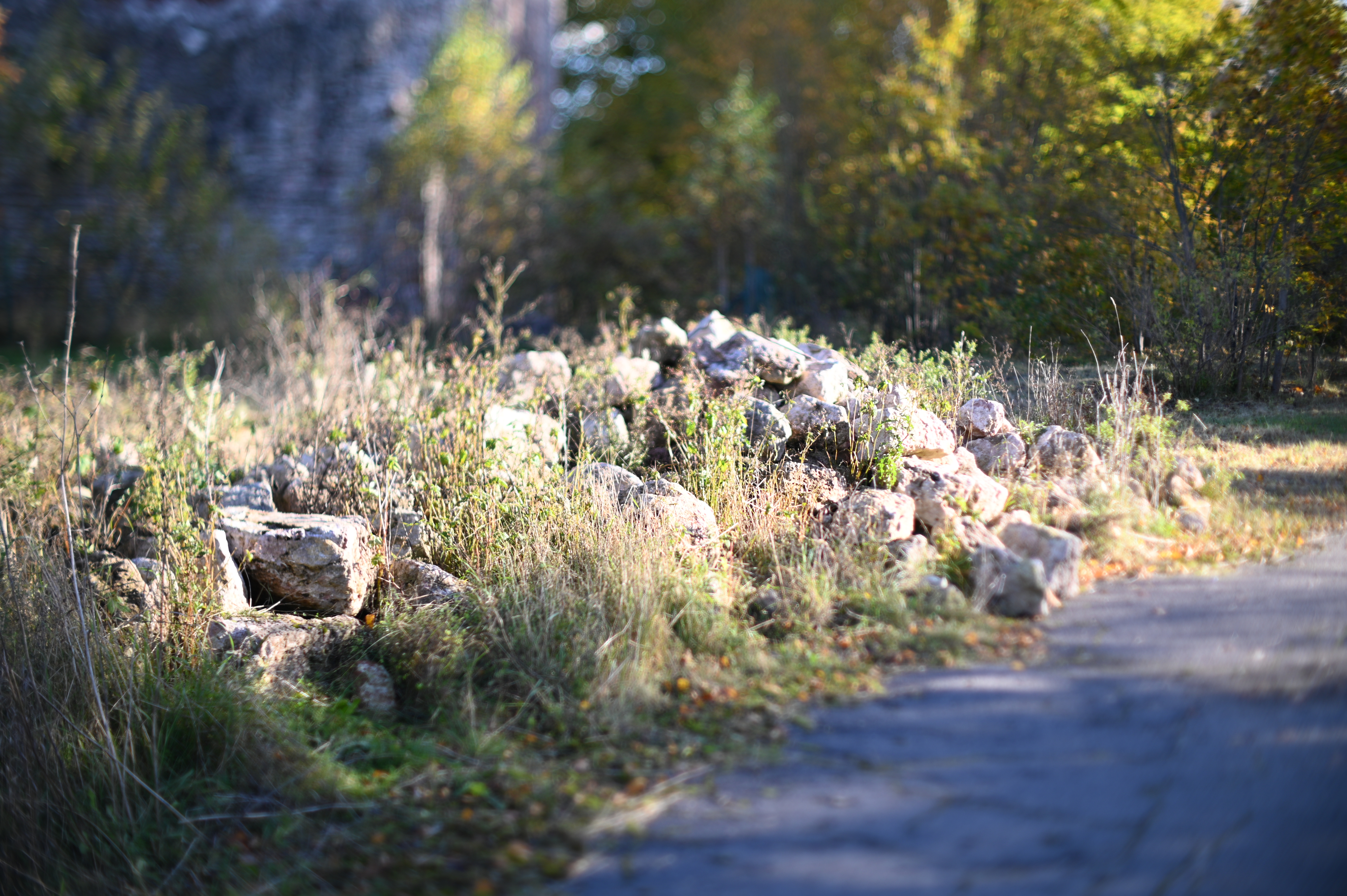 2025/10/18 - walk/DSC_0069.JPG